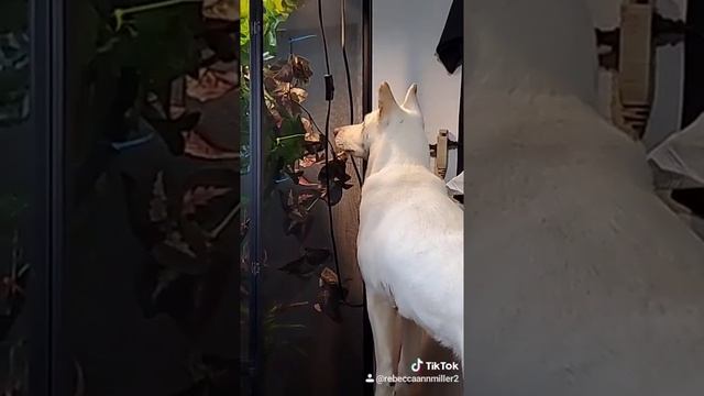 Athena vs. Charlie the chameleon смотреть онлайн
