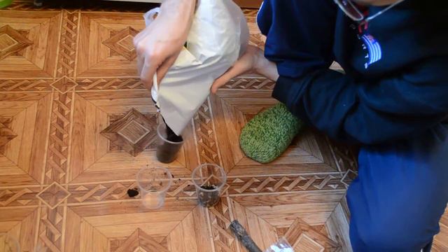 Video №33: Пересадка укоренение черенков Инжира/Фиговое дерево смотреть онлайн