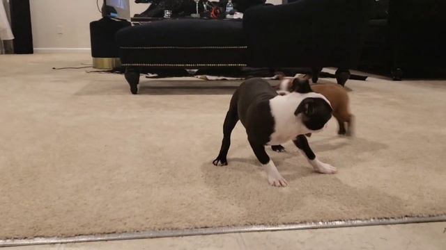 You HAVE To Watch This!! Cutest Boston Terrier Puppies Playing Together смотреть онлайн