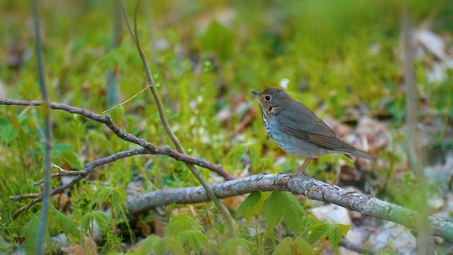 Симфония Уюта: Музыка Релаксации 3 Расслабляющая музыка со звуками природы смотреть онлайн