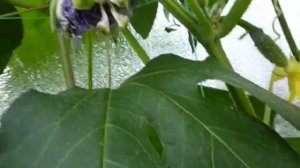 Маракуйя северная как  опылить и наши первые плоды в 2022 году