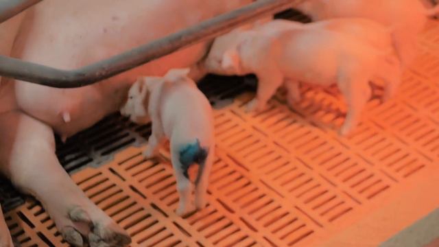 Участок опороса смотреть онлайн