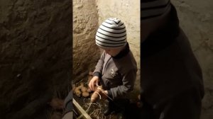 Интересная работа в погребе. Обрываем ростки на картошке. 2021год Курская область