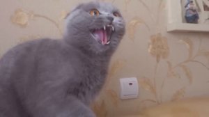 злая шотландская кошка