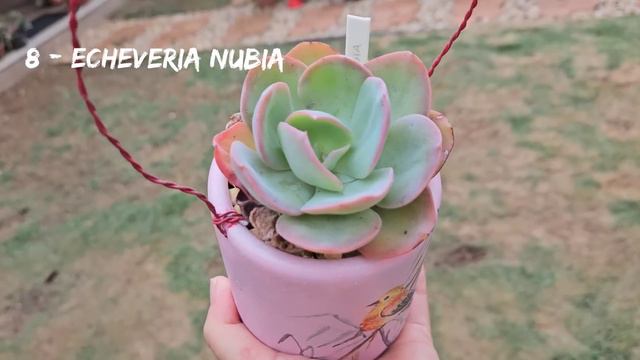 15 RARIDADES PARA COMPLETAR SUA COLEÇÃO de SUCULENTAS смотреть онлайн