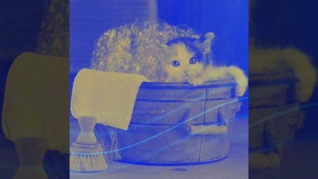 Groovy Cats with Dogs смотреть онлайн