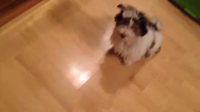 Йорк Биро смотреть онлайн