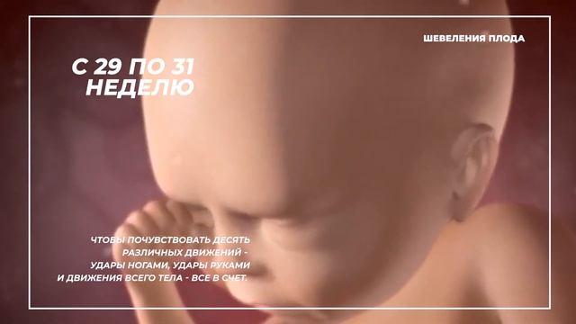 Шевеления Малыша в Животе по Неделям Беременности смотреть онлайн