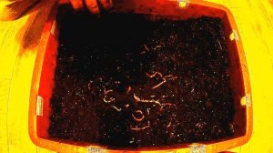 Червь старатель .Разведение червей старатель Условия разведения червей. Навозный черви для биогумус