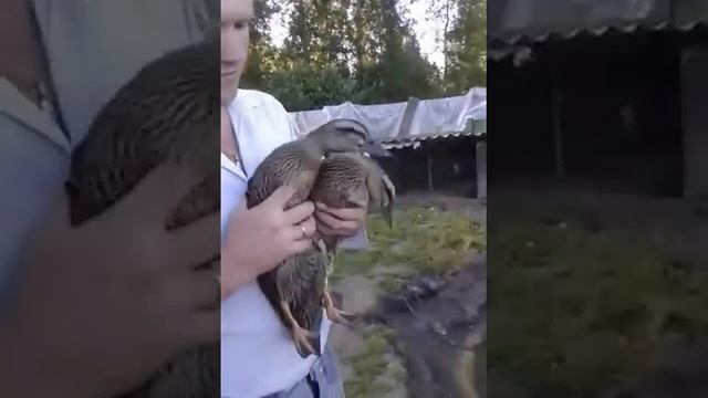 Подсадные утки (мещерские) смотреть онлайн