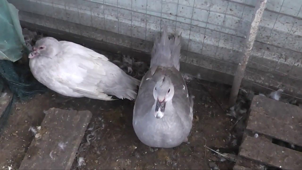 Взвешивание голубых селезней в 5 месяцев смотреть онлайн