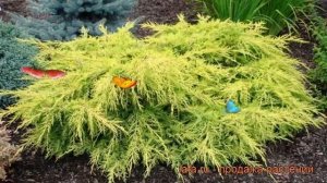 Можжевельник средний Голд Стар (gold star) ? обзор: как сажать, саженцы можжевельника Голд Стар