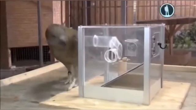 Попугай Кеа против Черный Ворона смотреть онлайн