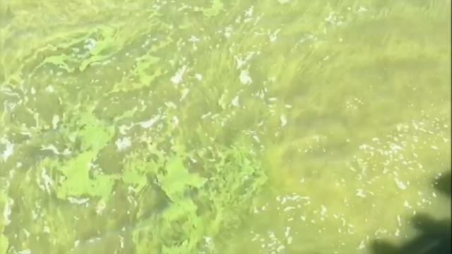 Цветение Азовского моря. смотреть онлайн