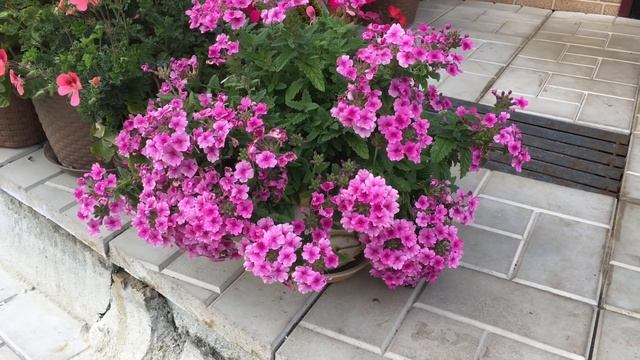 ?Мой Цветник в сентябре? смотреть онлайн