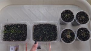 Обзор развития декоративной травы и злака (Ситник, Ковыль). Выращивание из семян на рассаду.