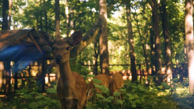 Парк Динозавров Затерянный Мир смотреть онлайн