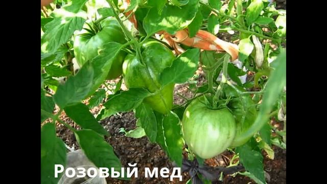 Вышлю урожай почтой! СЕВЕРНЫЕ СЕМЕНА! смотреть онлайн