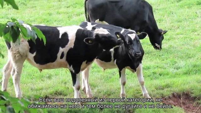 Как и во что поиграть с кроликом? смотреть онлайн