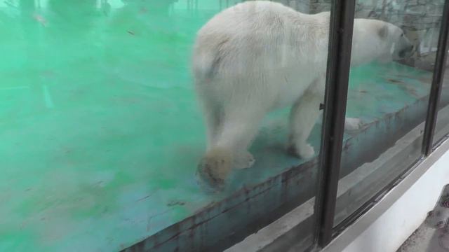 БЕЛЫЕ МЕДВЕДИ в Сафари парке. Геленджик. смотреть онлайн