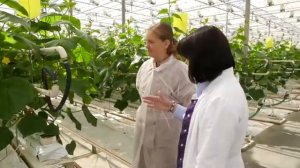 Тепличный комплекс компании ООО «ЭкоФорт»