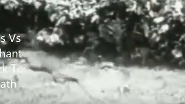 Giant Anaconda vs Lion vs Tiger Great Python vs Lion Real Fight смотреть онлайн