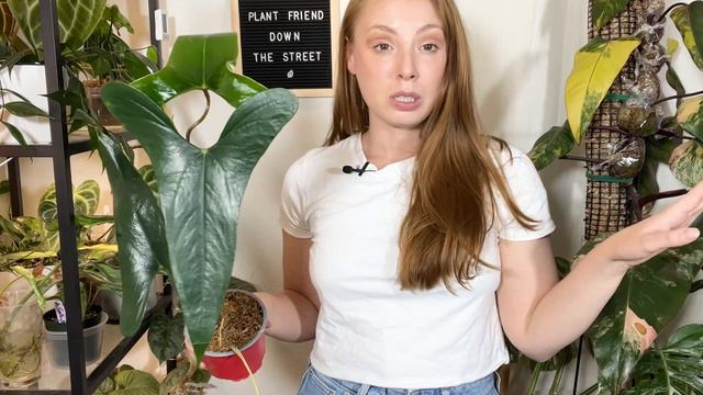 Plants I've Never Shown | Rare Houseplant Plant Haul смотреть онлайн