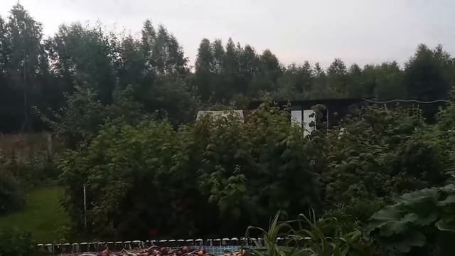 Как избавится от дроздов в саду. смотреть онлайн