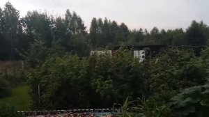 Как избавится от дроздов в саду.