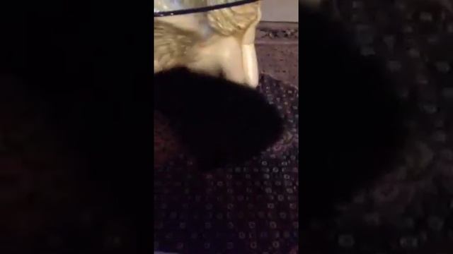 Baloo the black pom scratching away. смотреть онлайн