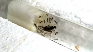 ЧТО СЛУЧИЛОСЬ С МУРАВЬЯМИ? / Матка с Улицы lasius niger / Жнецы спустя Год