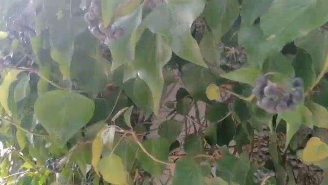 Сочи Мамайка дорога на море ⛵... смотреть онлайн