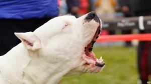 Аргентинский Дог против Кане Корсо - КТО ПОБЕДИТ?