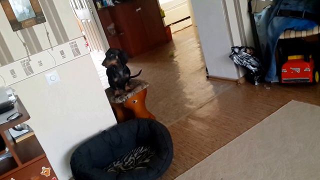 Такса одна дома смотреть онлайн