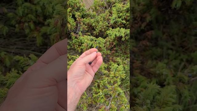 Juniperus communis var depressa of Ouray Colorado USA смотреть онлайн