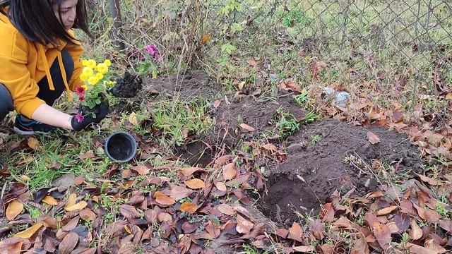 Серёжка нашлась?Работа на участке?Гостинцы из Болгарии?Пересадка смородины,хризантем.