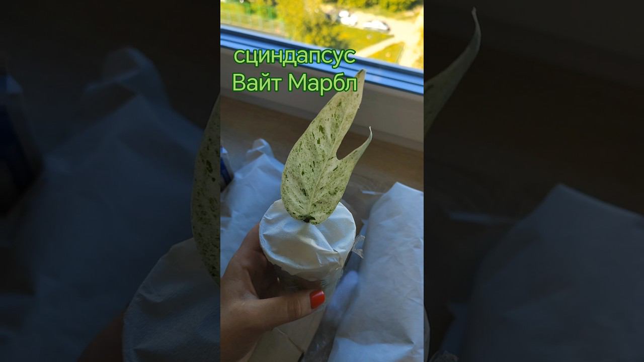 #shorts Ко мне приехали цветы из Твери смотреть онлайн