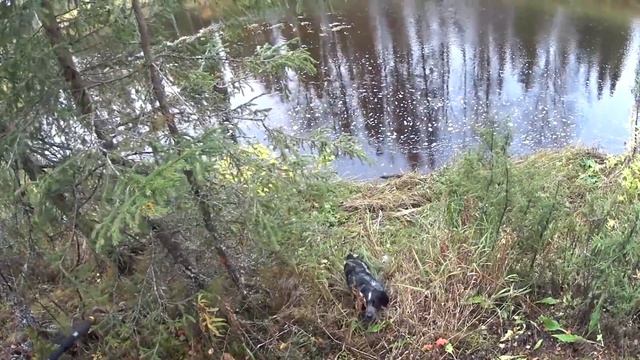 Осенняя рыбалка. Один в глухой тайге. Хариус. Бешеный клёв. Ловля на спиннинг. Изба. Часть 1 смотреть онлайн