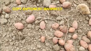 Сорт картофеля Манифест