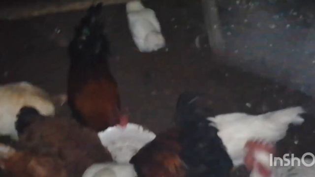 Какая птица не боится мороза?//Не понятная ракушка! смотреть онлайн