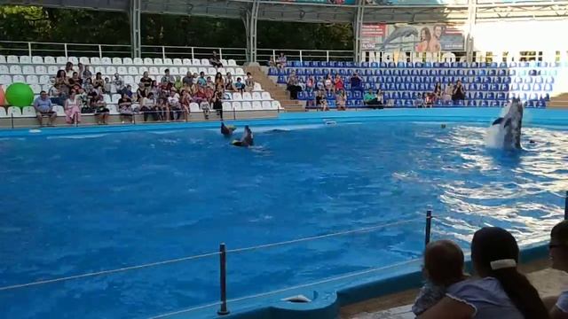 Шоу белых китов и дельфинов(17) смотреть онлайн