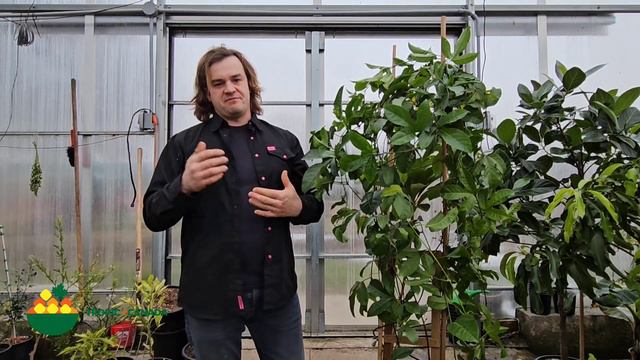 Topic of Canada Plant of The Week: PASSIFLORA EDULIS: SWEET GRANADILLA смотреть онлайн