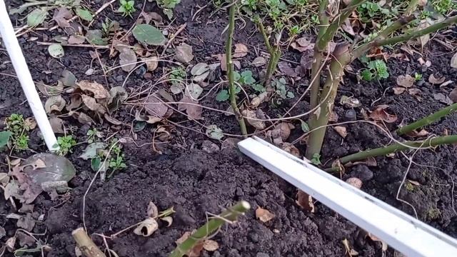 Обрезка "Абрахам дерби" весной. Весна 2022. смотреть онлайн