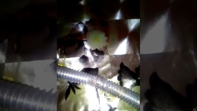Газовый шланг опасный смотреть онлайн