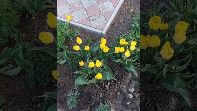 Надо ли и когда выкапывать тюльпаны? смотреть онлайн