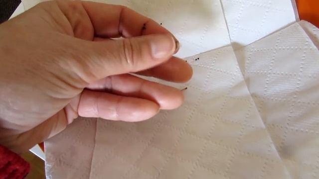 Cactus Plant Propagation -How to Harvest Seeds from MELOCACTUS смотреть онлайн