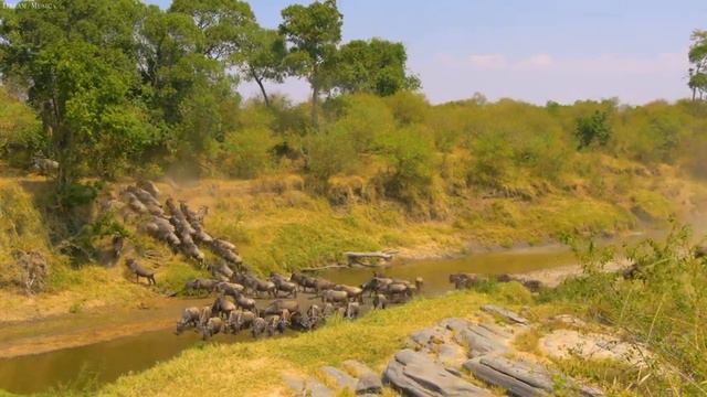 4K African Wildlife: Virunga National Park - Scenic Wildlife Film With Real Sounds смотреть онлайн