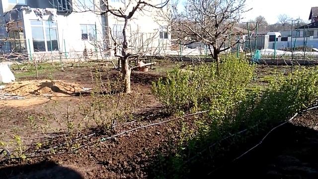 возвратные заморозки на винограднике весной 2021 смотреть онлайн
