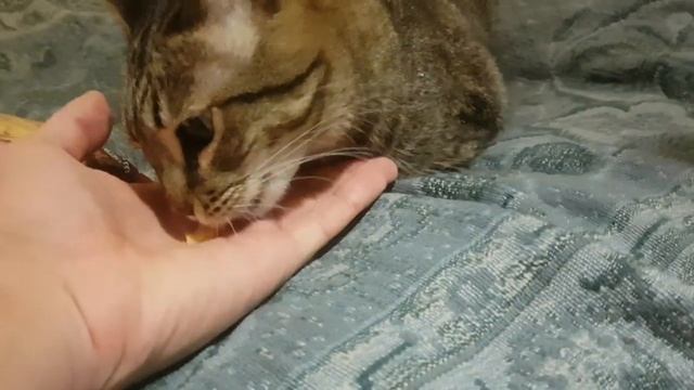 КОШКА МУРКА ЛЮБИТ ЧИПСЫ ЛЕЙС СО ВКУСОМ КРАБА смотреть онлайн