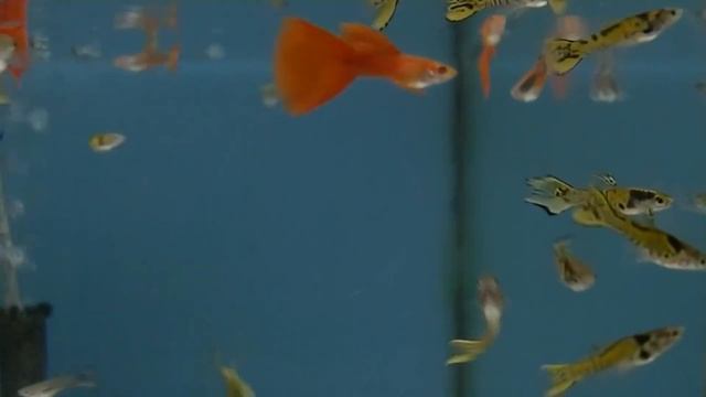 Гуппи Эндлера) Продолжение новой рубрики смотреть онлайн